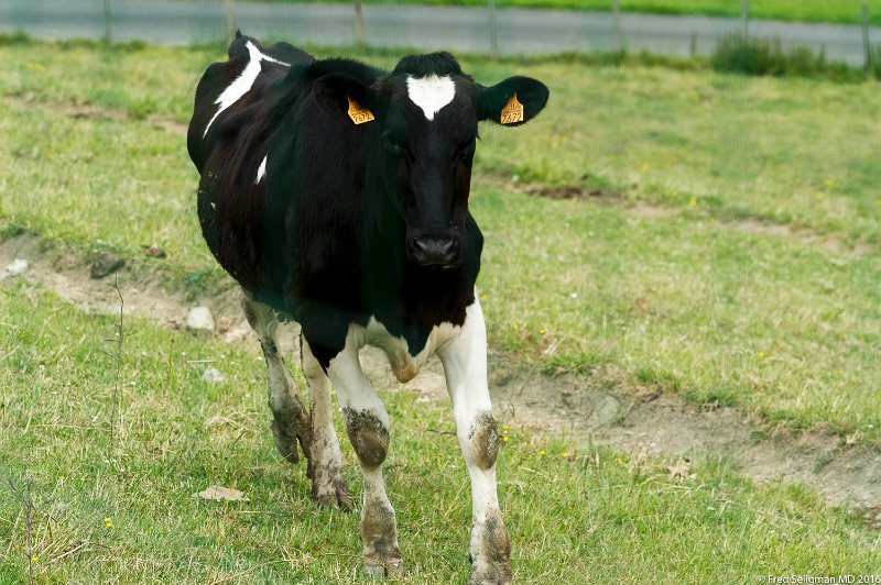 20160602_154533 D3S.jpg - Zumaia cow